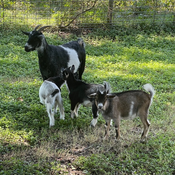 Meet your Posher, Sherry - Picture 9 of 17